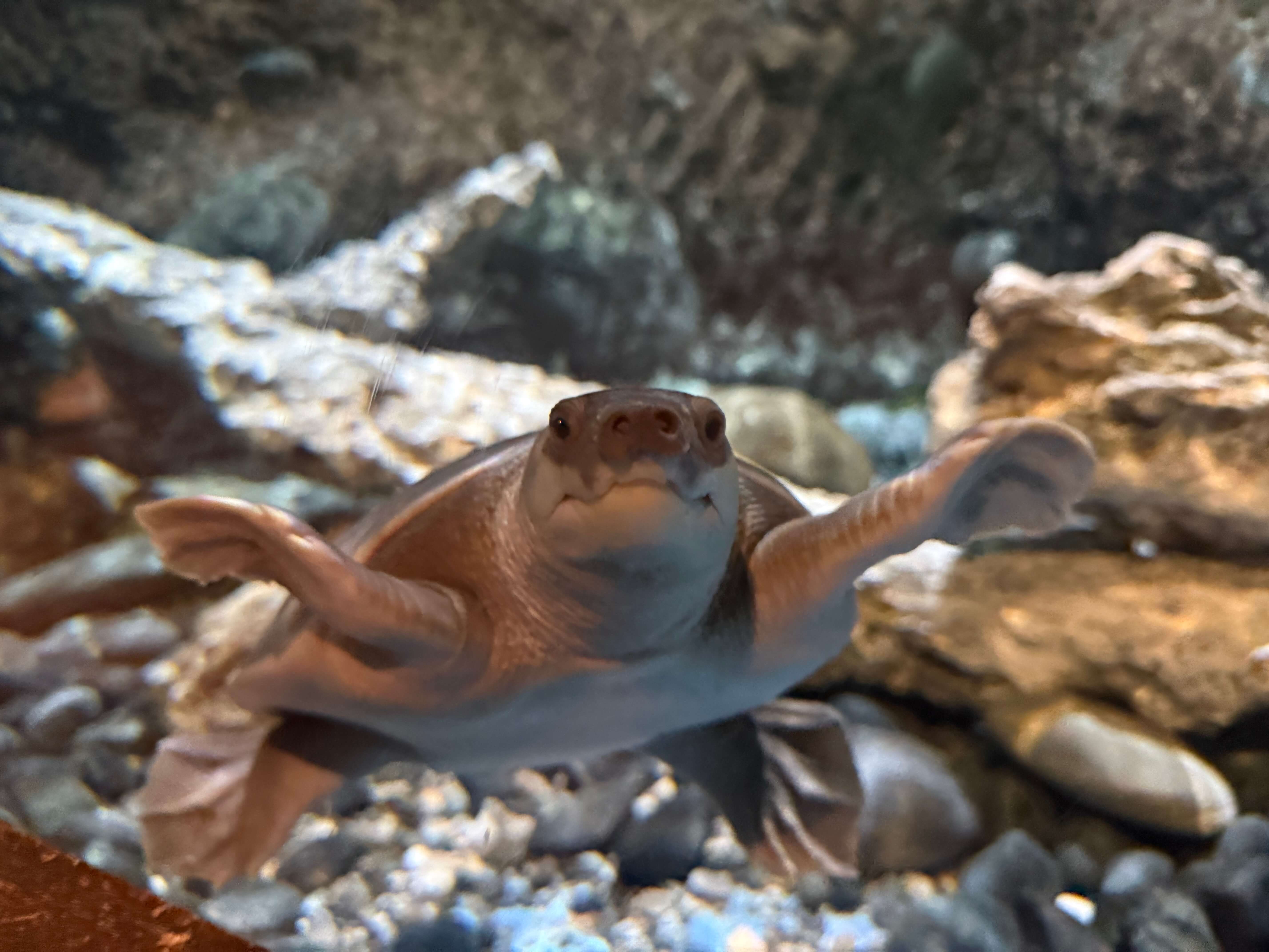 豬鼻龜2 (1).jpg (608 KB)