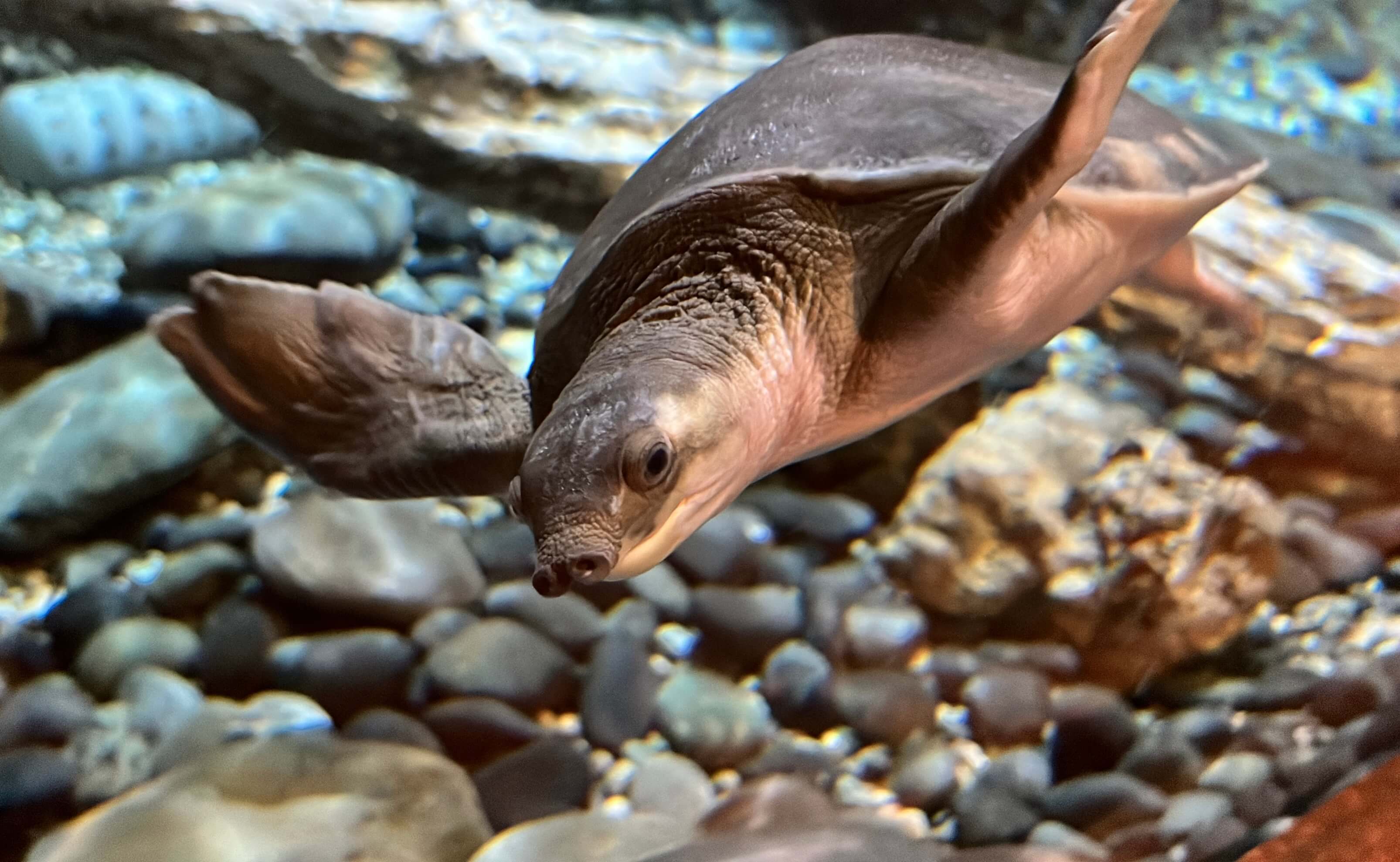 豬鼻龜3 (1).jpg (389 KB)