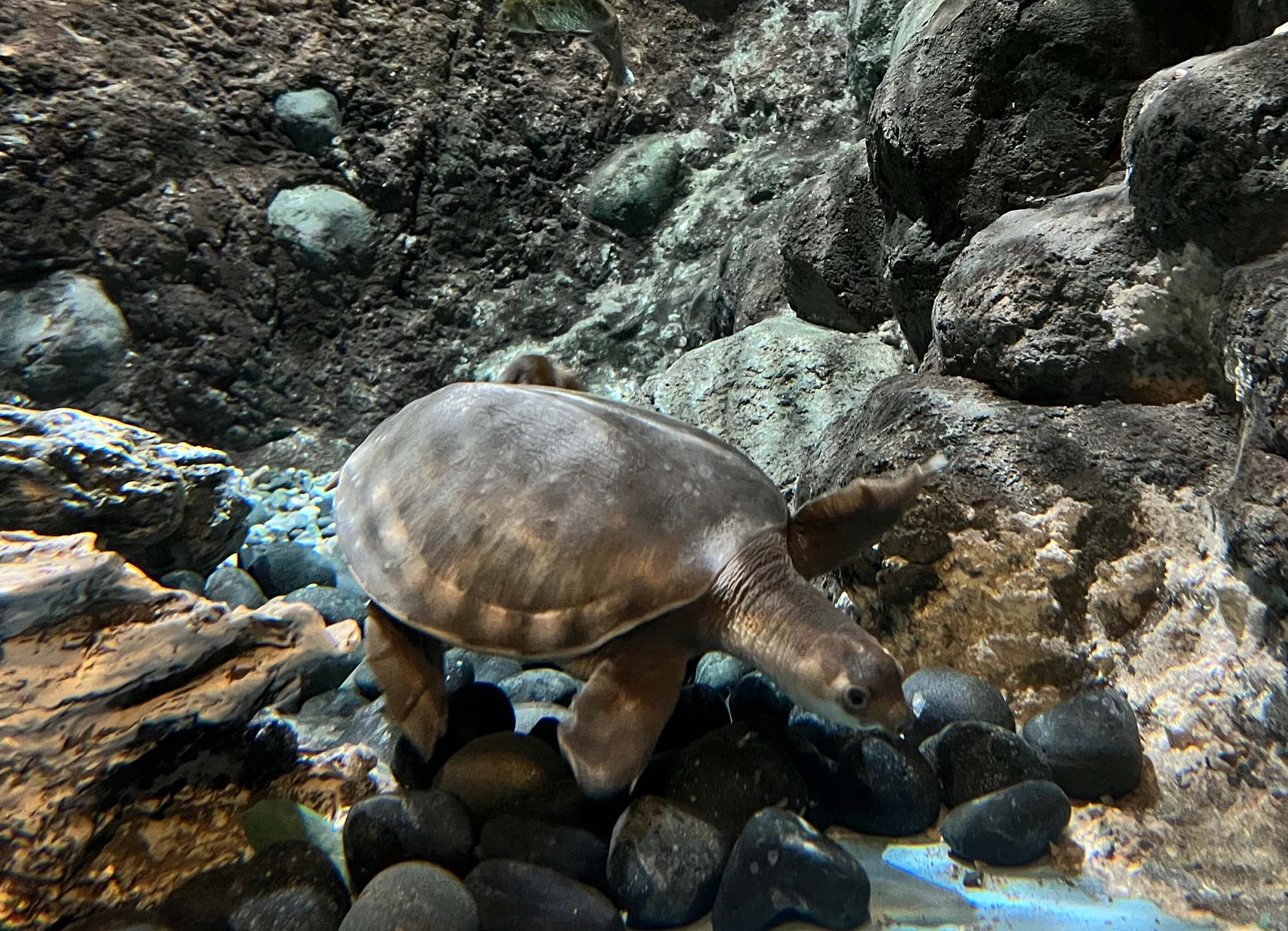 豬鼻龜4 (1).jpg (621 KB)