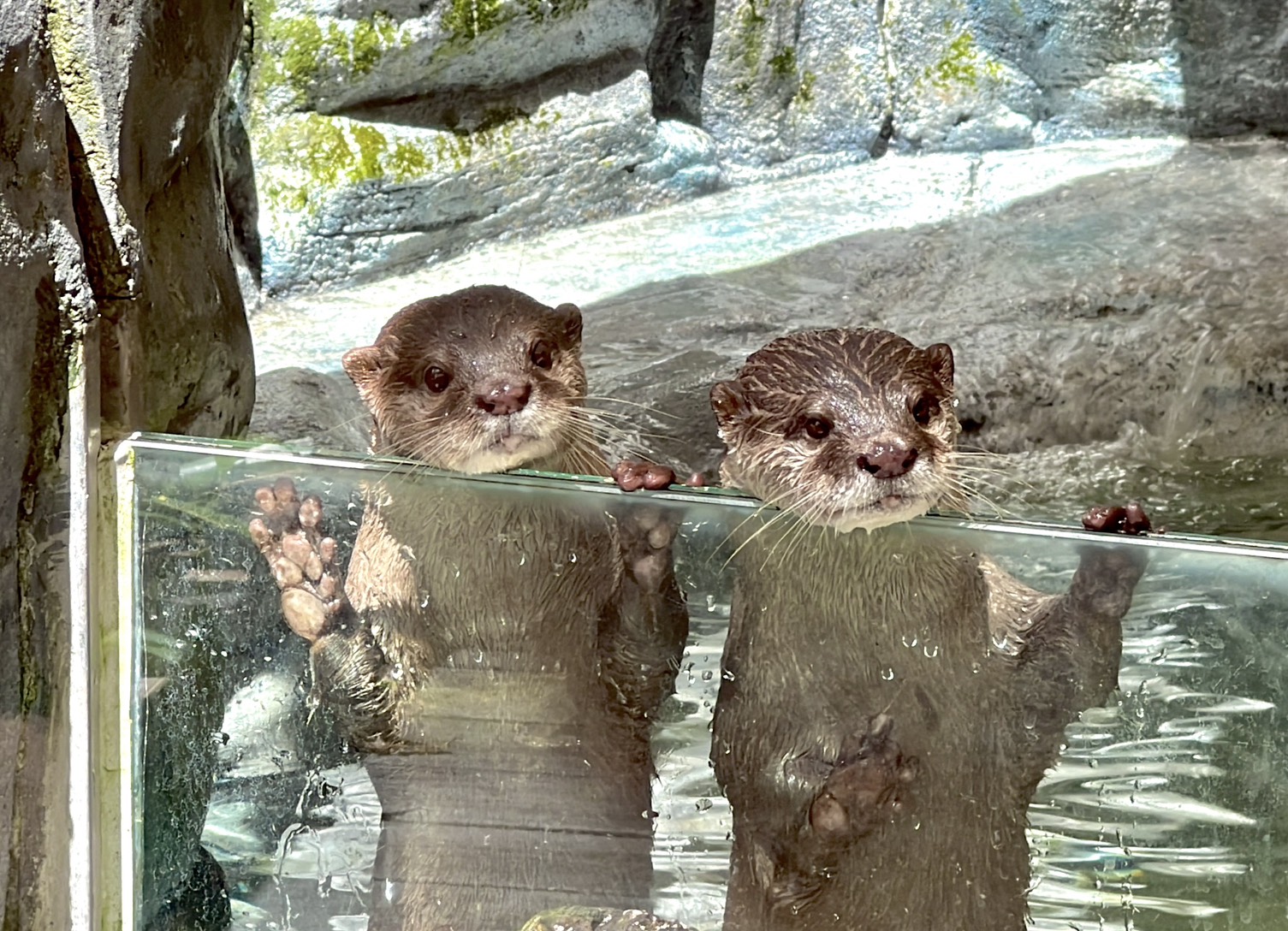 遠雄海洋公園與台北市立動物園攜手推動的動物跨園交流，新水獺「左左」來到遠雄海洋公園-1.jpg (498 KB)