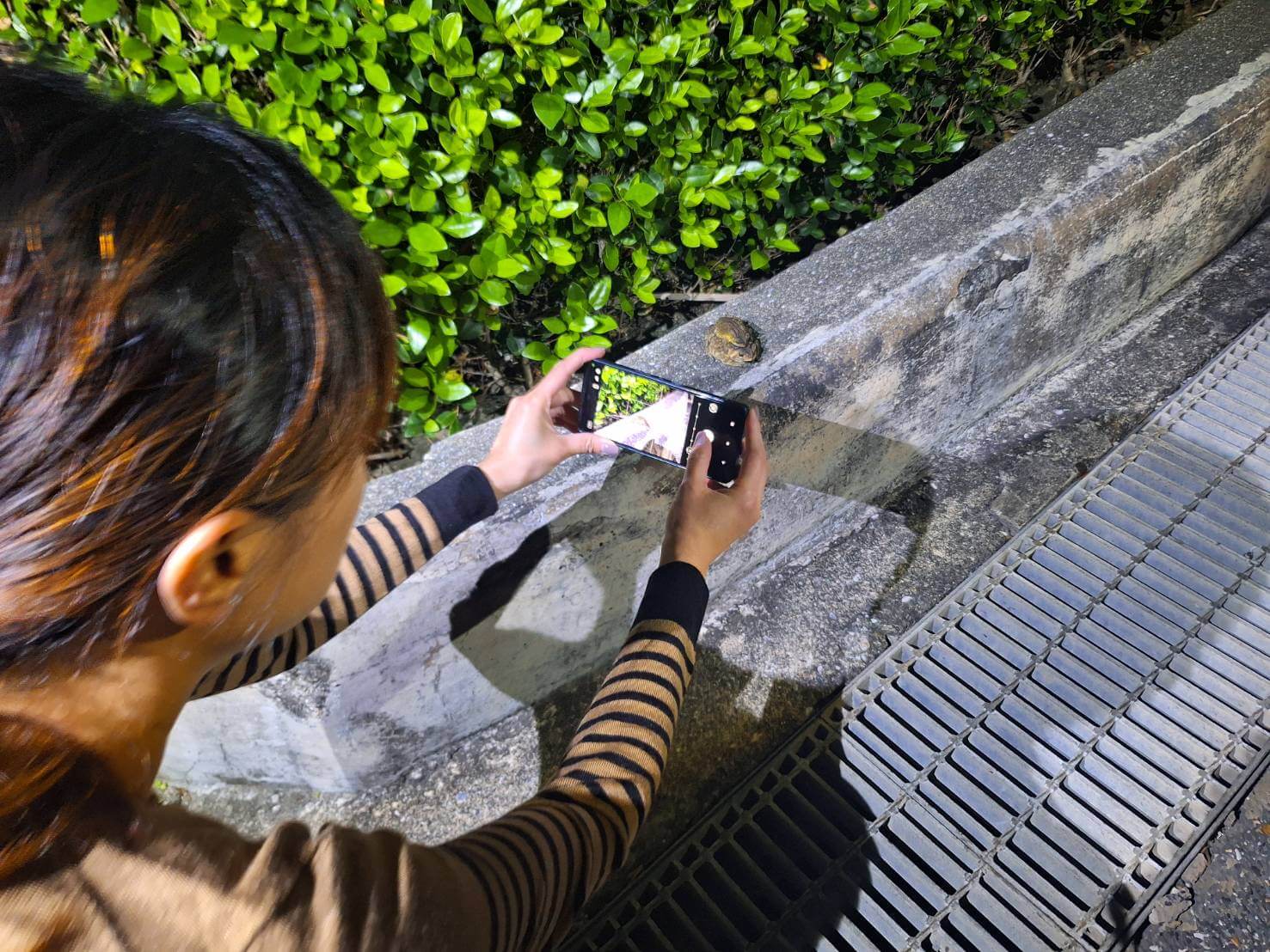 響應世界關燈日,邀夜未眠住客走出戶外觀察海洋公園園內青蛙生態02.jpg (288 KB)