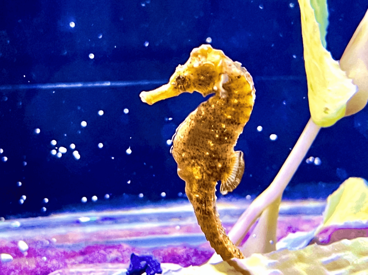 Gemini_Generated_Image_94zjgo94zjgo94zj (1).png (369 KB)