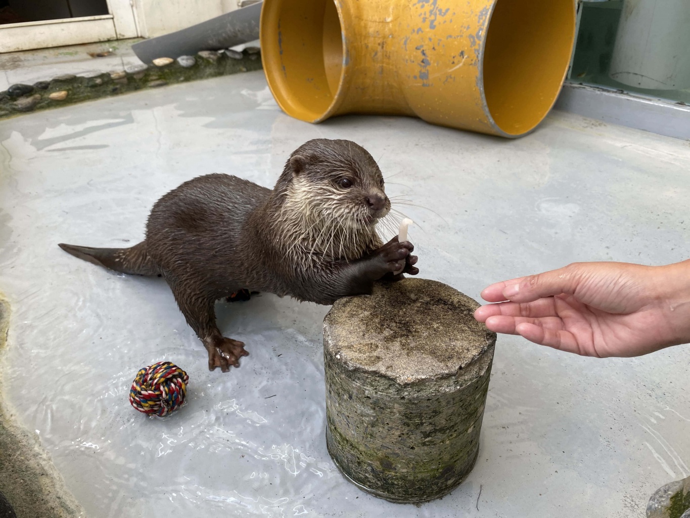 Otter (1).jpg (411 KB)