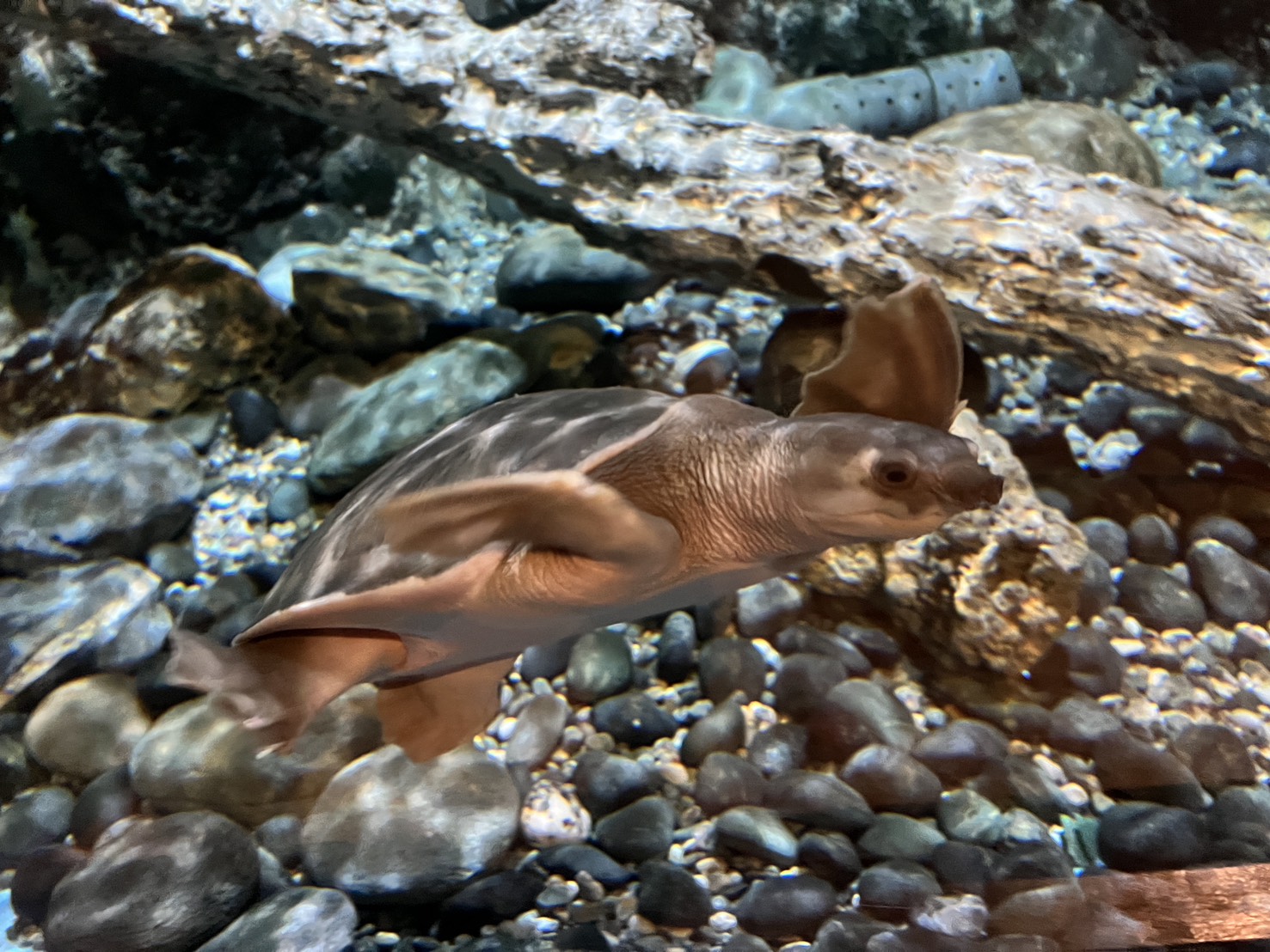 S__35643564_0.jpg (408 KB)