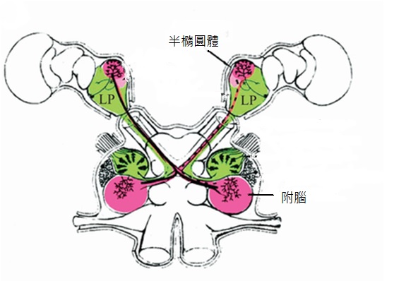 甲殼類腦圖.jpg (51 KB)