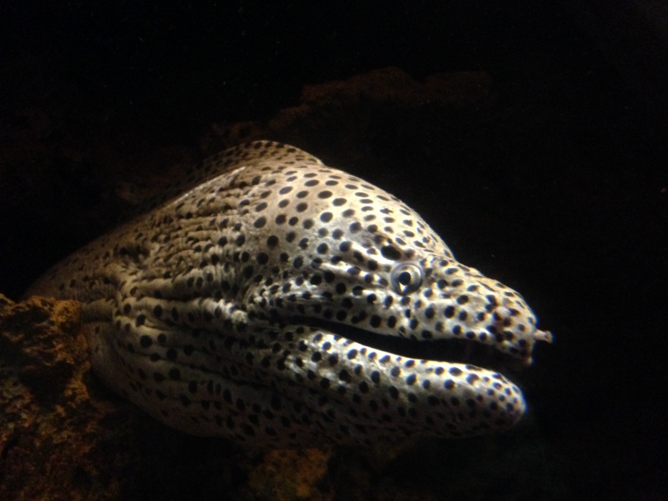海鰻 遠雄海洋公園 全台唯一國際級海洋主題樂園