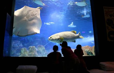 遠雄海洋公園 全台唯一國際級海洋主題樂園